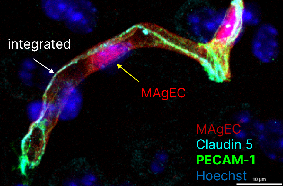 Endothelial progenitor cells (MAgEC) can differentiated into endothelial cells and integrate into the wall of microvessels.